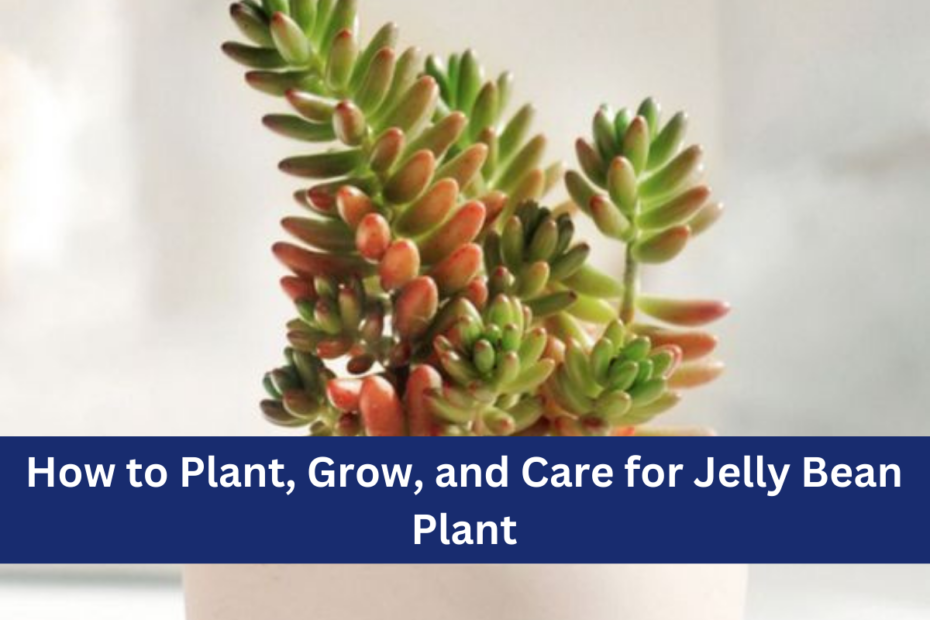 How to Plant, Grow, and Care for Jelly Bean Plant