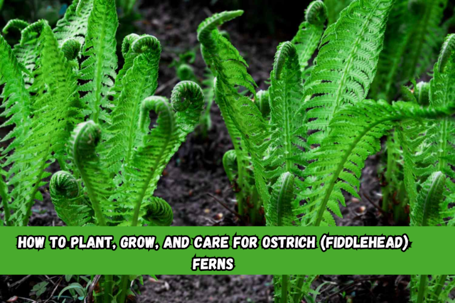 How to Plant, Grow, and Care for Ostrich (Fiddlehead) Ferns