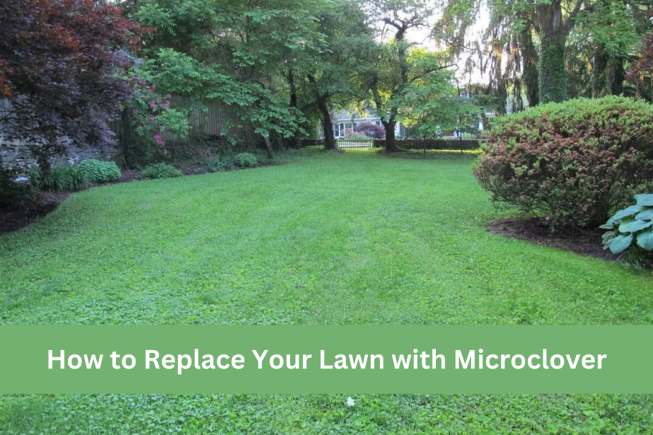 How to Replace Your Lawn with Microclover