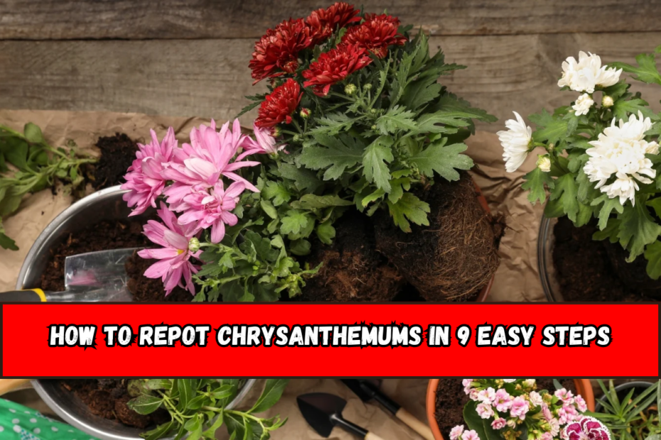 How to Repot Chrysanthemums in 9 Easy Steps