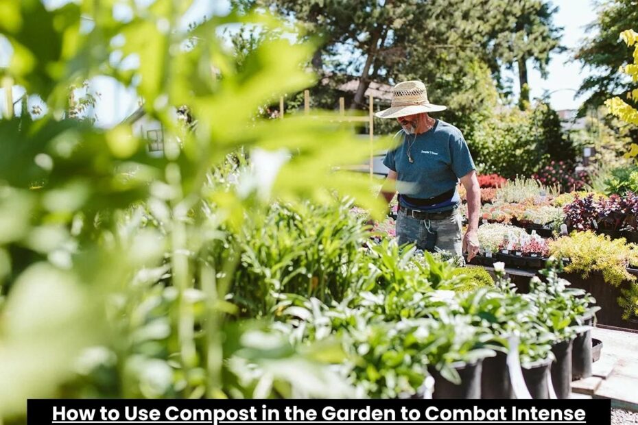 How to Use Compost in the Garden to Combat Intense Heat and Drought