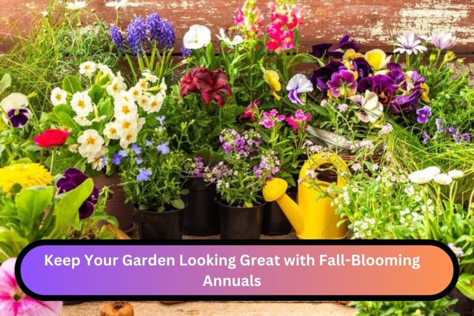 Keep Your Garden Looking Great with Fall-Blooming Annuals