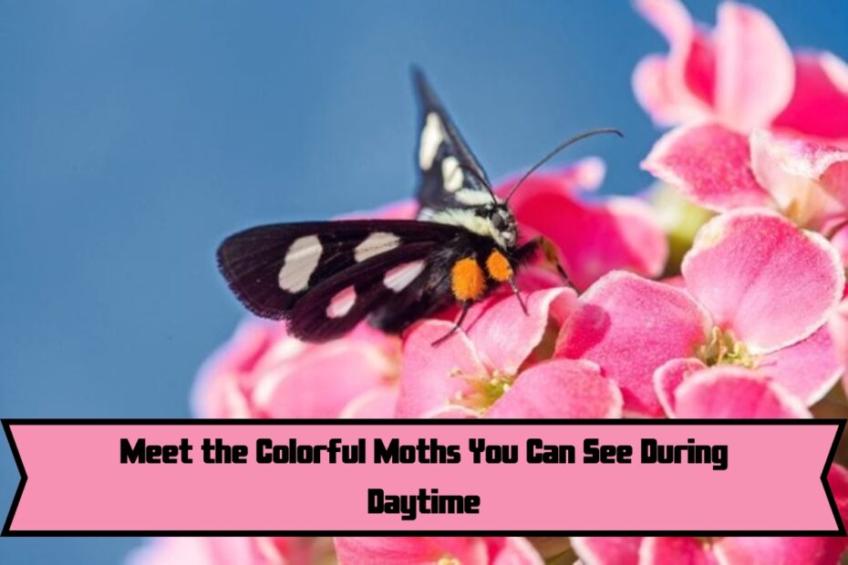 Meet the Colorful Moths You Can See During Daytime