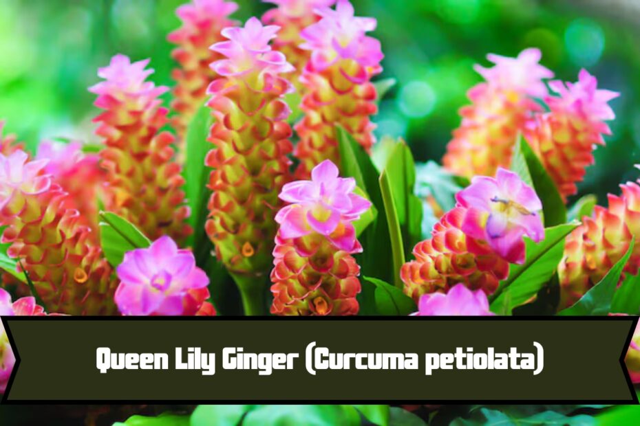 Queen Lily Ginger (Curcuma petiolata)