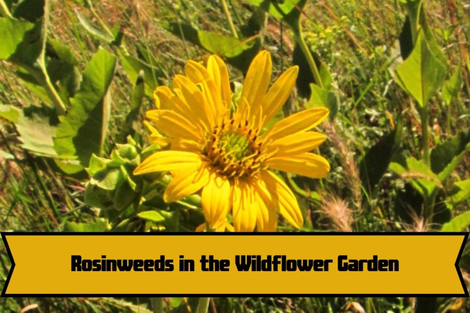 Rosinweeds in the Wildflower Garden