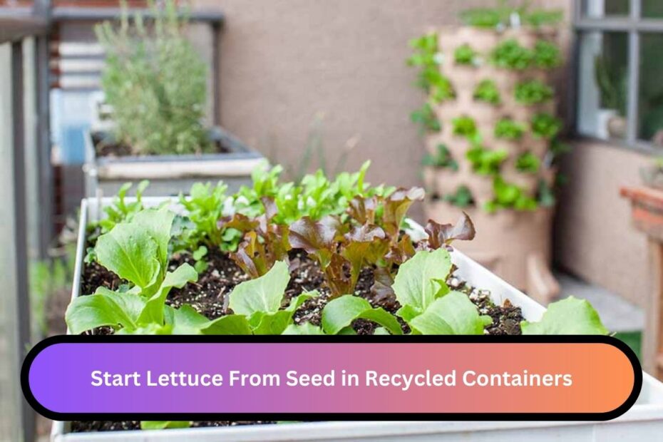 Start Lettuce From Seed in Recycled Containers