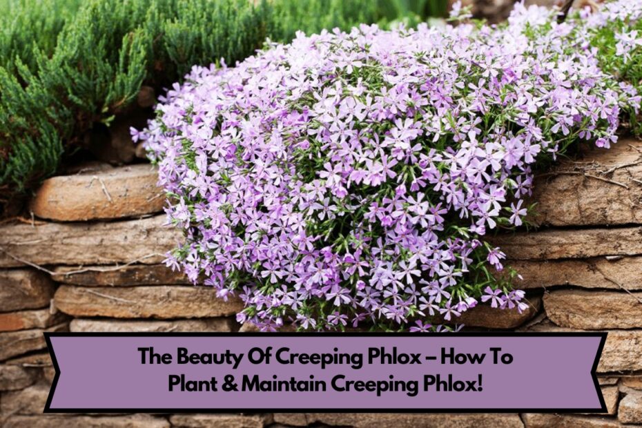 The Beauty Of Creeping Phlox – How To Plant & Maintain Creeping Phlox!