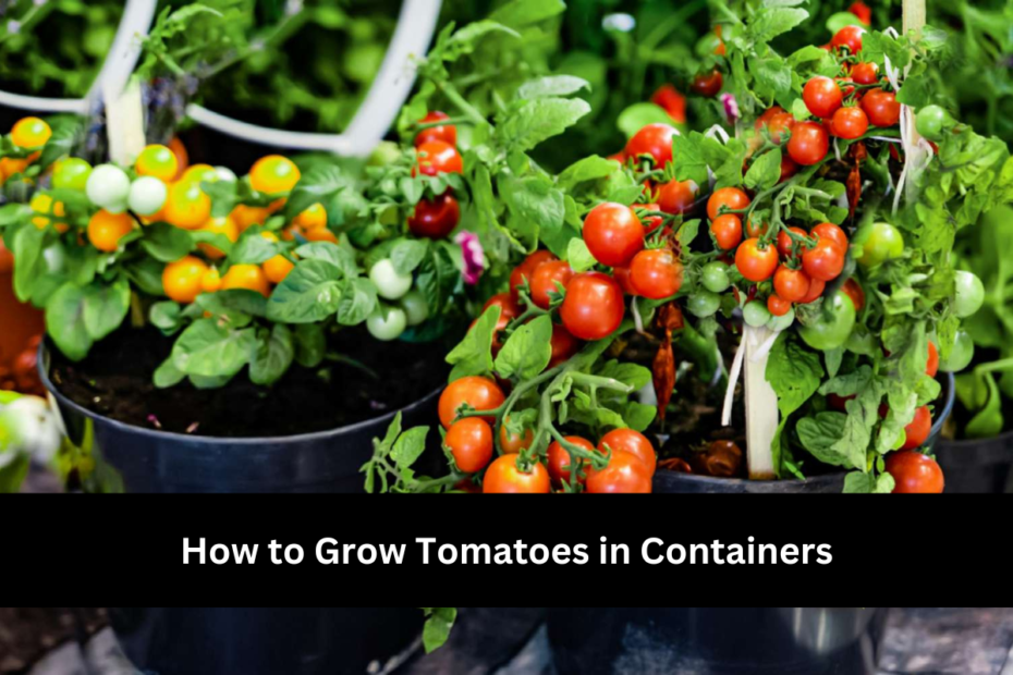 How to Grow Tomatoes in Containers