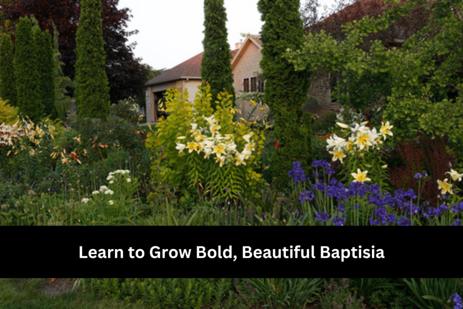 Learn to Grow Bold, Beautiful Baptisia