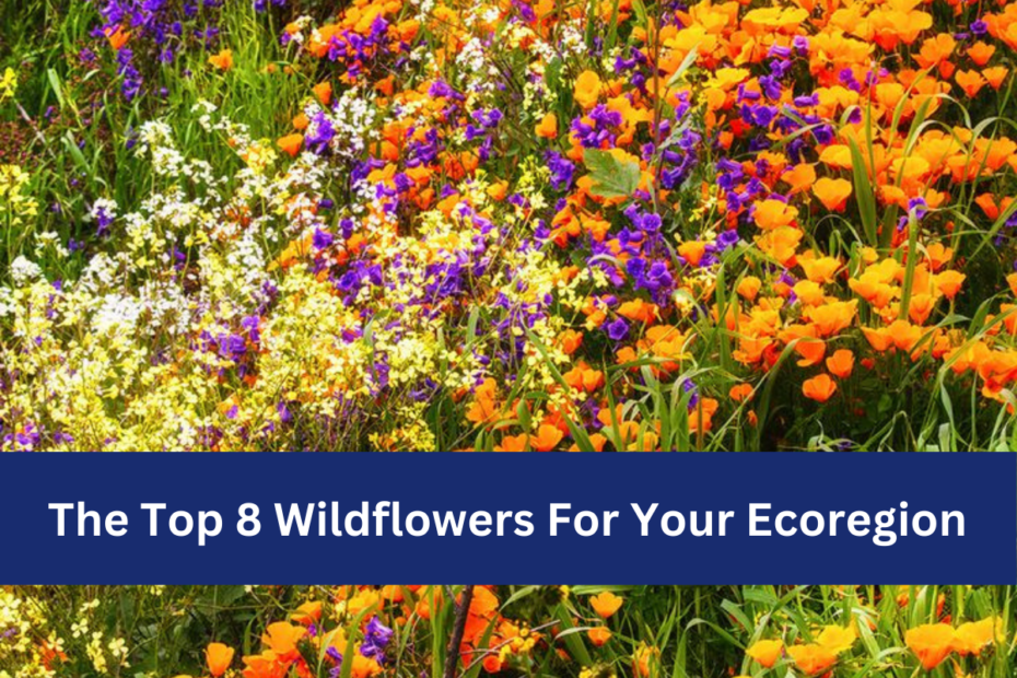 The Top 8 Wildflowers For Your Ecoregion