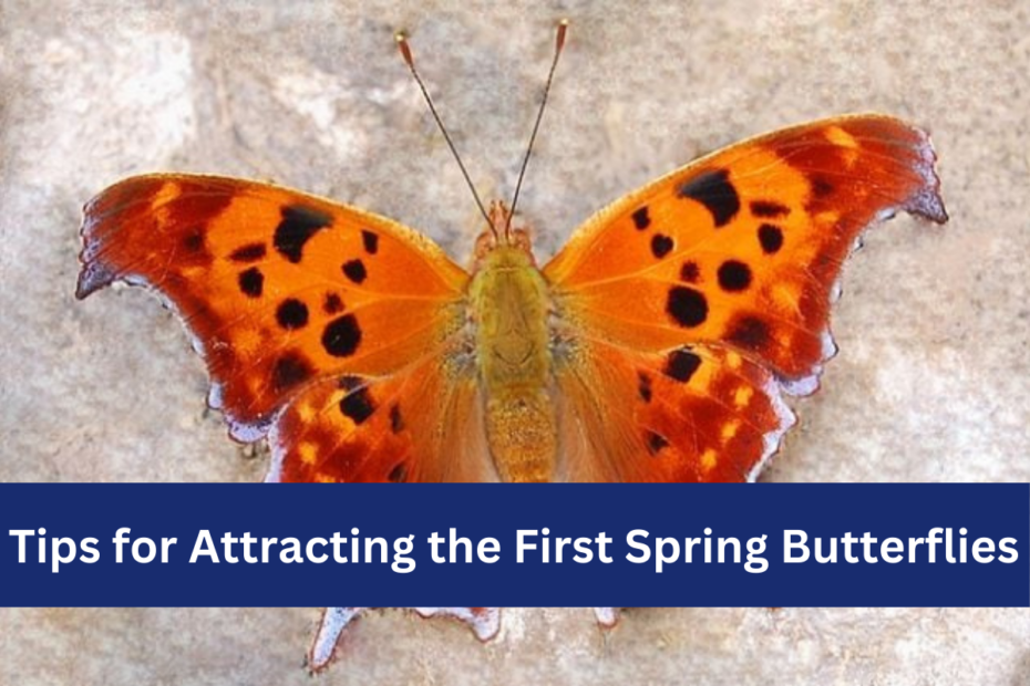 Tips for Attracting the First Spring Butterflies