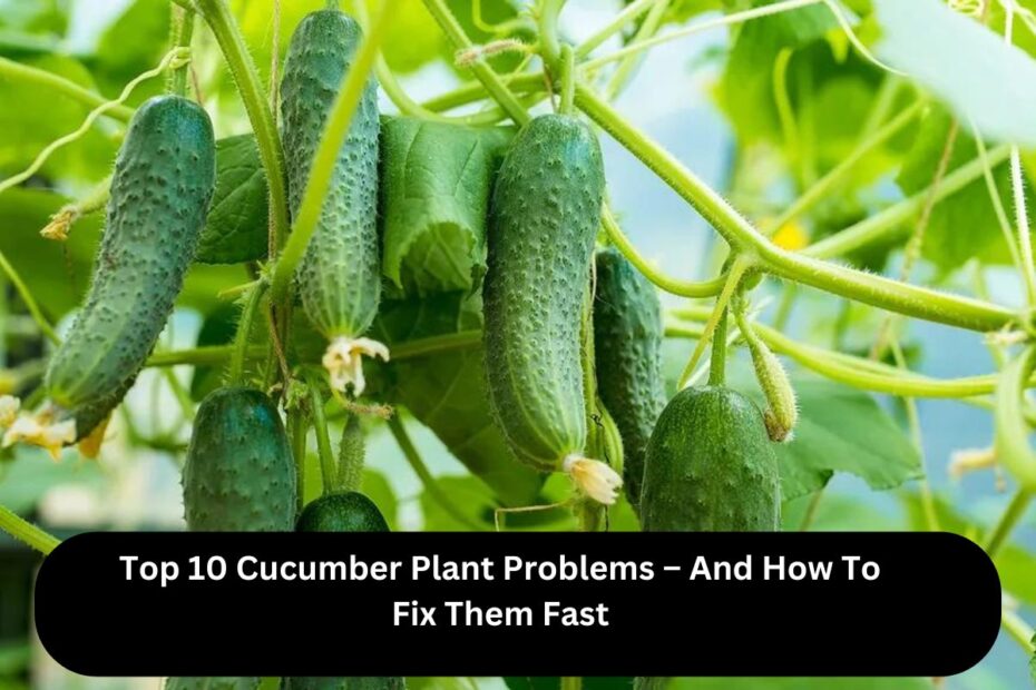 Top 10 Cucumber Plant Problems – And How To Fix Them Fast