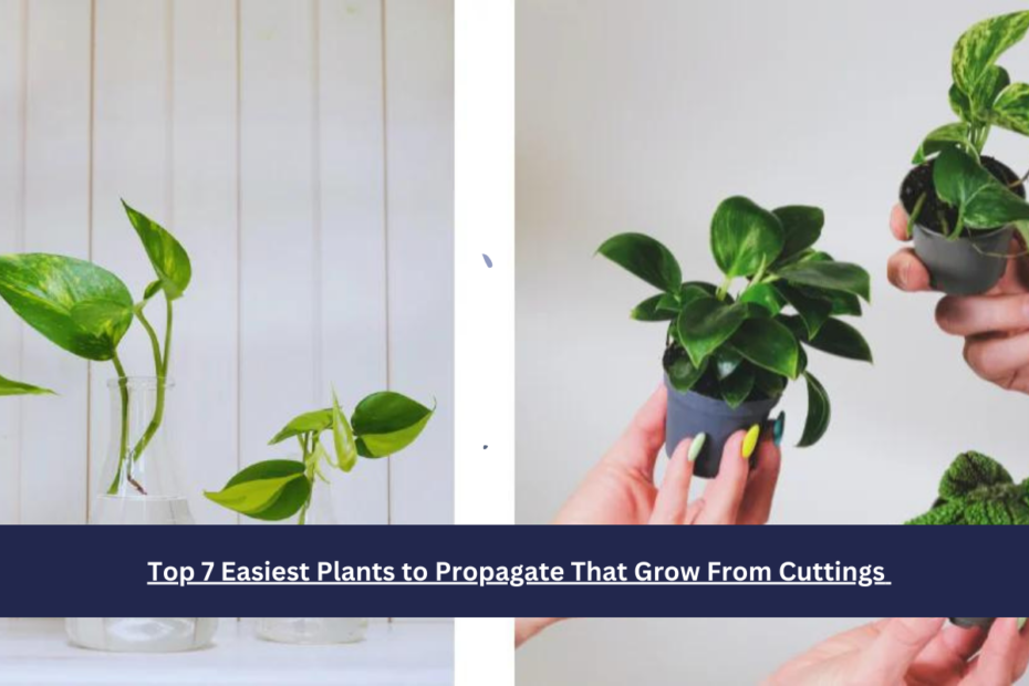 Top 7 Easiest Plants to Propagate That Grow From Cuttings