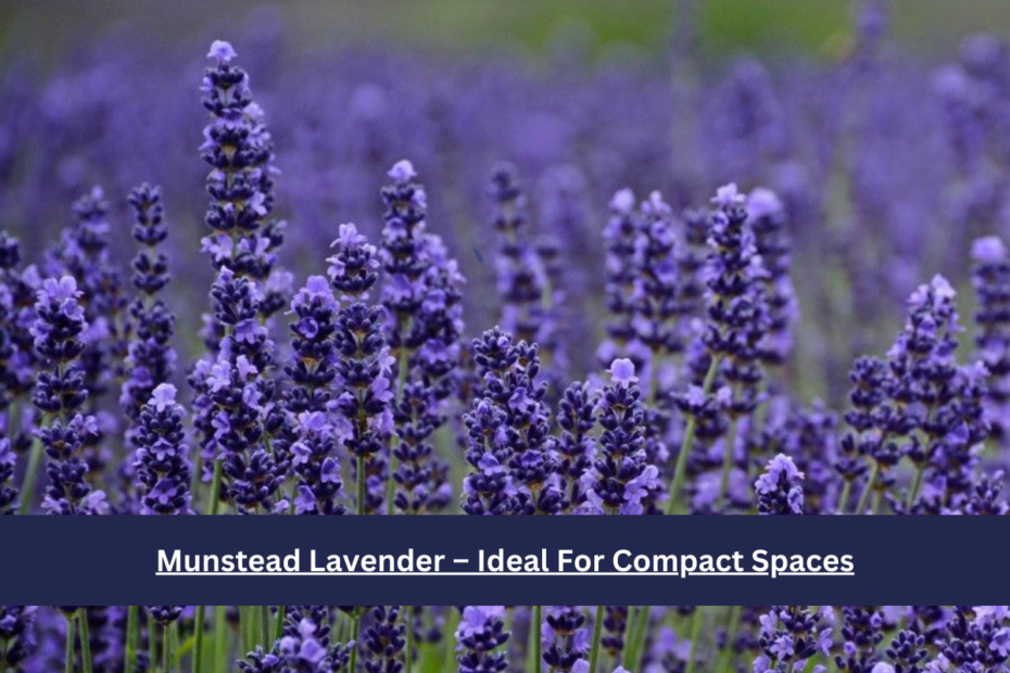 Munstead Lavender – Ideal For Compact Spaces