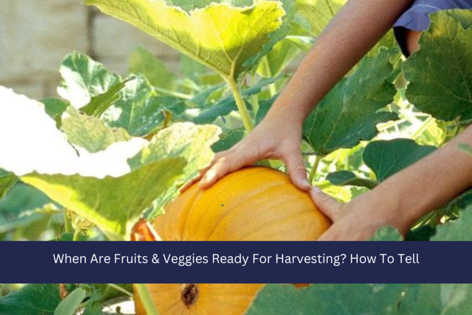 When Are Fruits & Veggies Ready For Harvesting? How To Tell