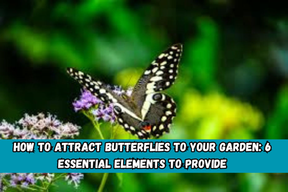 How to Attract Butterflies to Your Garden: 6 Essential Elements to Provide