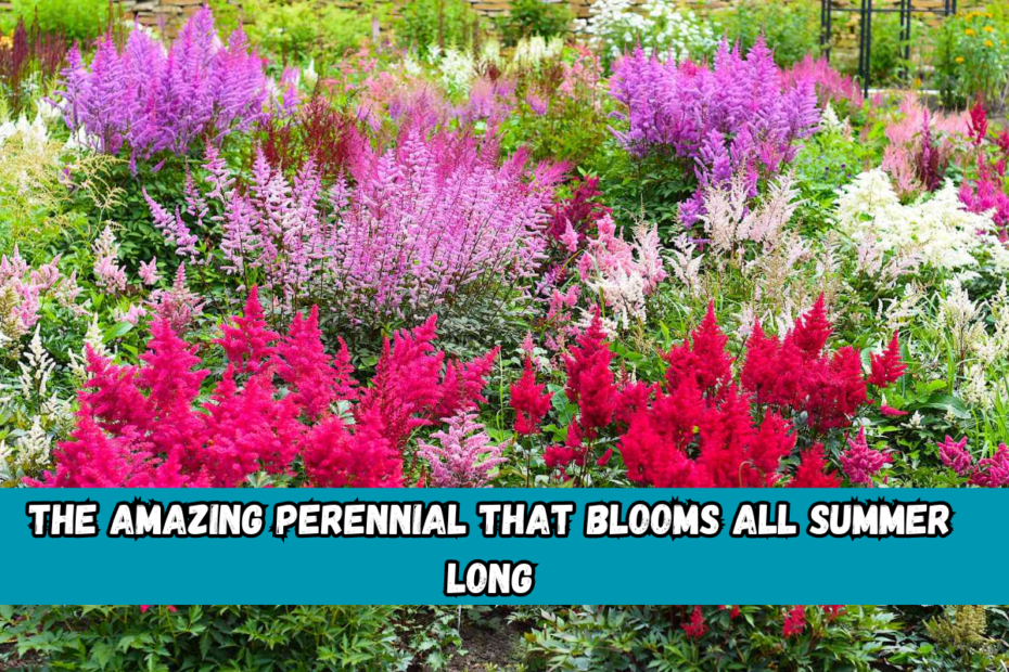 The Amazing Perennial That Blooms All Summer Long