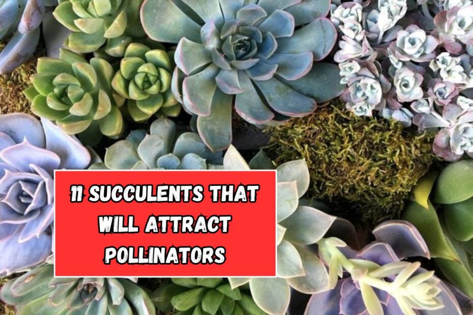 11 Succulents That Will Attract Pollinators