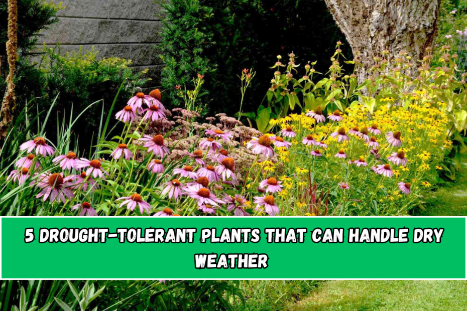 5 Drought-Tolerant Plants That Can Handle Dry Weather