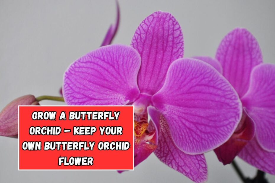 Grow A Butterfly Orchid – Keep Your Own Butterfly Orchid Flower