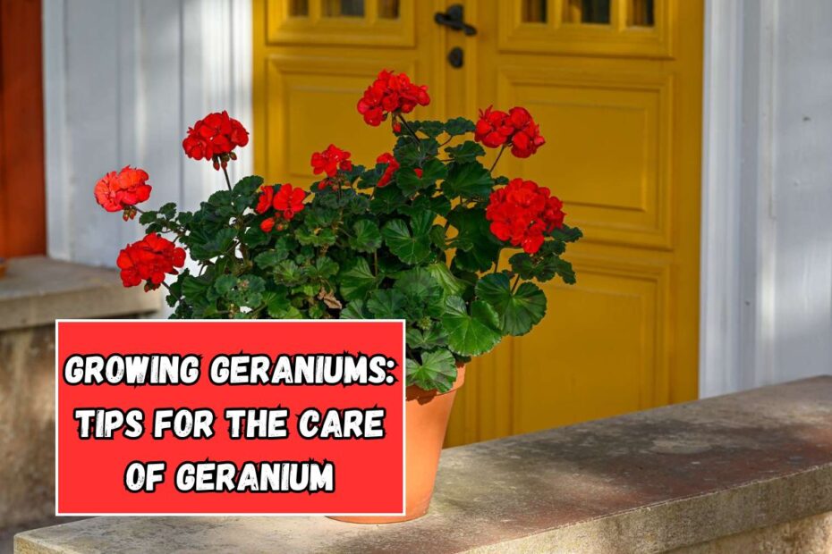 Growing Geraniums Tips For The Care Of Geranium