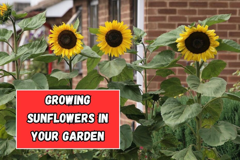 Growing Sunflowers in Your Garden