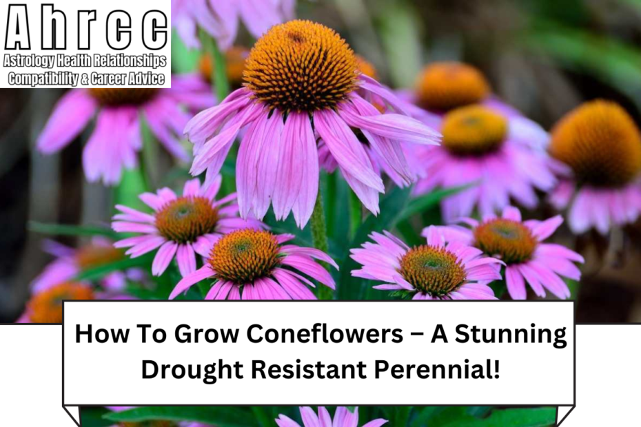 How To Grow Coneflowers – A Stunning Drought Resistant Perennial!