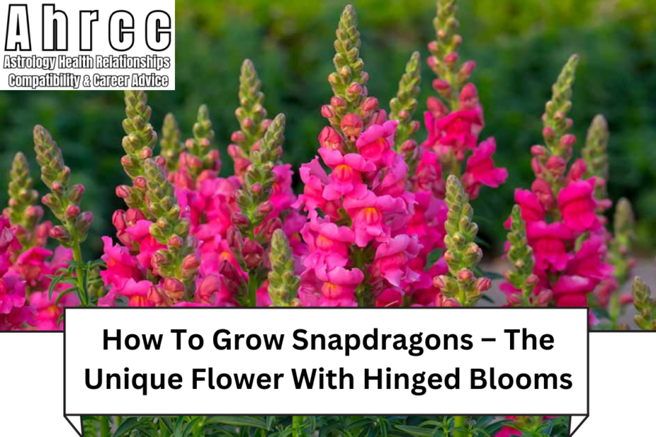 How To Grow Snapdragons – The Unique Flower With Hinged Blooms