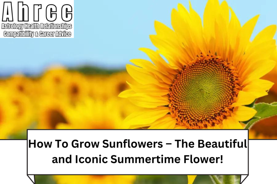 The Beautiful and Iconic Summertime Flower