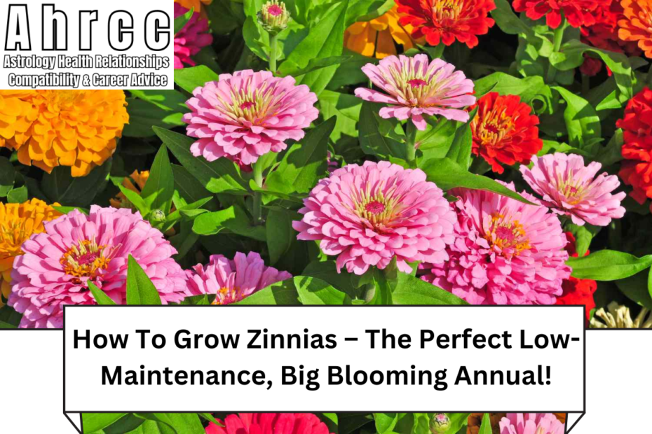 How To Grow Zinnias – The Perfect Low-Maintenance, Big Blooming Annual!