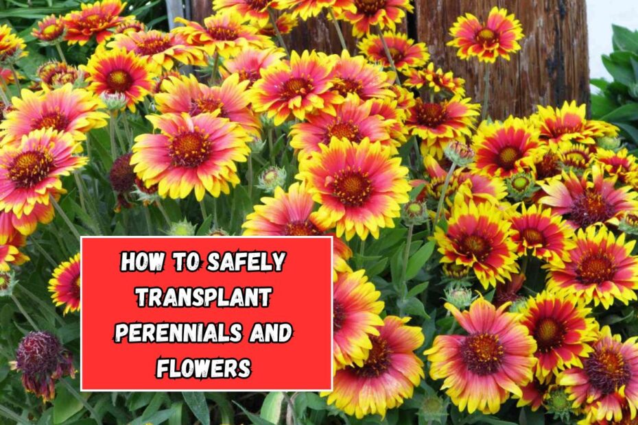 How to Safely Transplant Perennials and Flowers