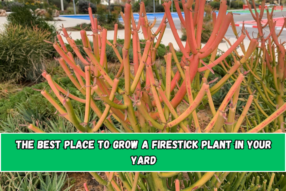 The Best Place To Grow A Firestick Plant In Your Yard