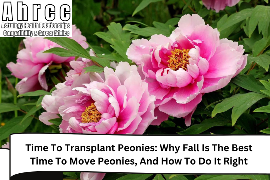 Time To Transplant Peonies: Why Fall Is The Best Time To Move Peonies, And How To Do It Right