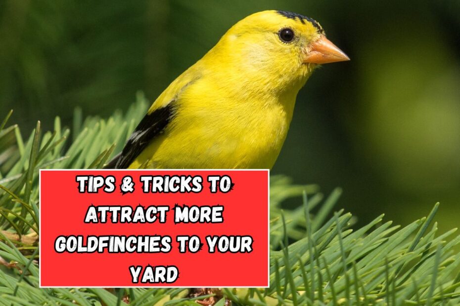 Tips & Tricks To Attract More Goldfinches To Your Yard