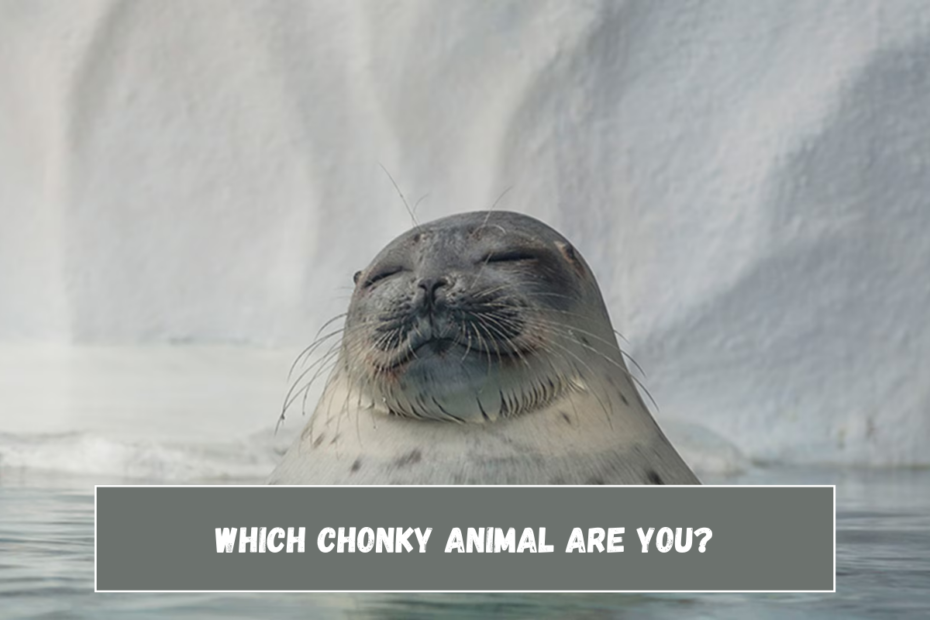 Which chonky animal are you?