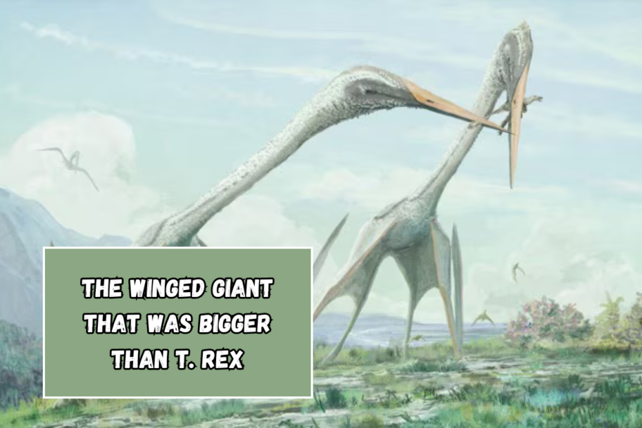 The winged giant that was bigger than T. Rex