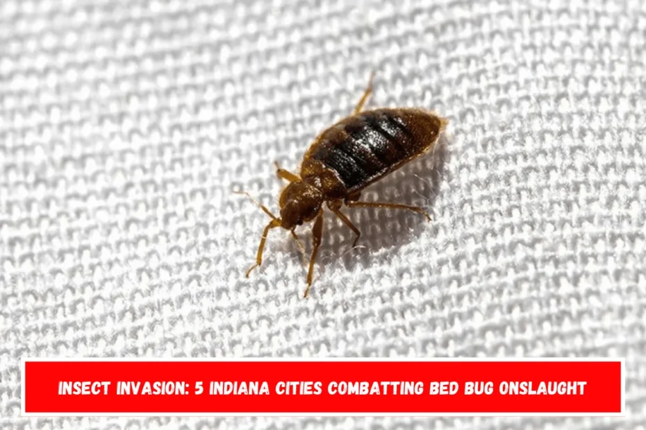 Insect Invasion: 5 Indiana Cities Combatting Bed Bug Onslaught